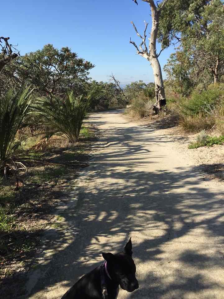 Bold Park, Western Australia @anjelicasmilovitis