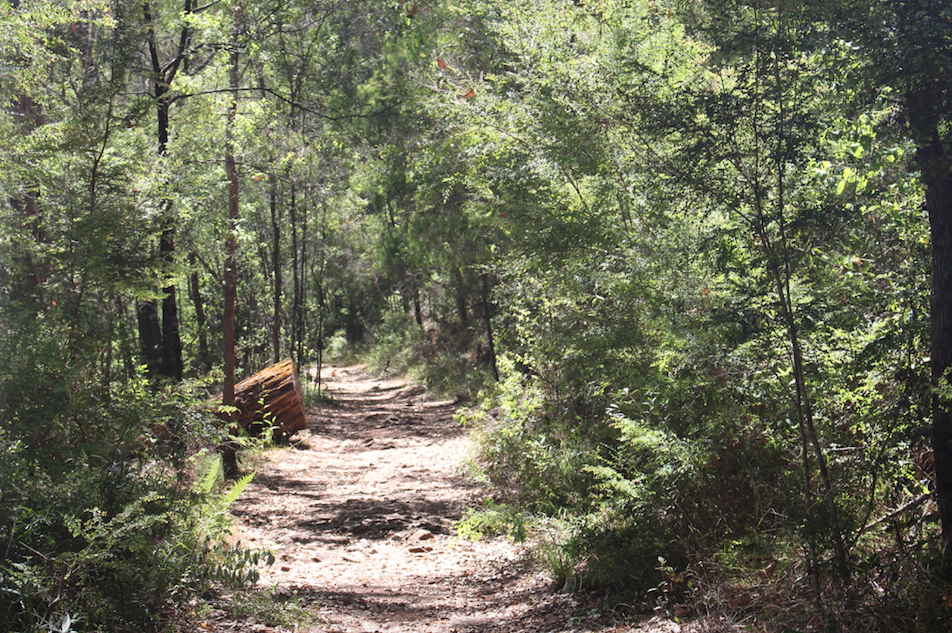 Beedelup Falls, Pemberton, Karri Valley Australia's South West hiking and trekking trails